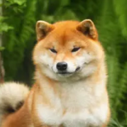 柴犬