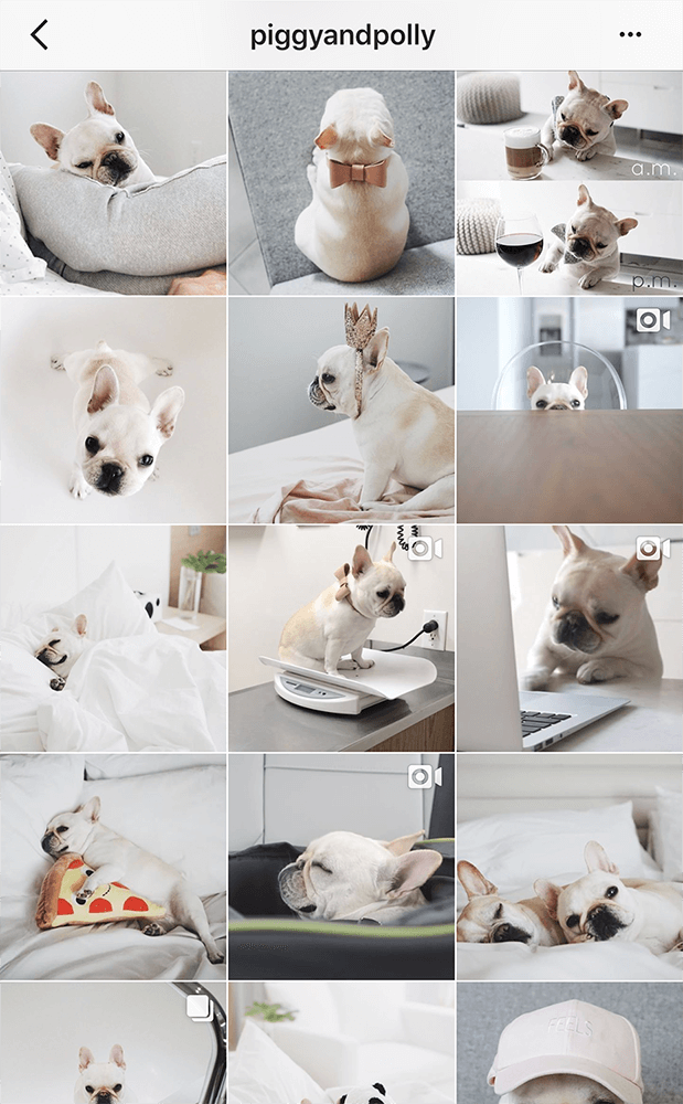 愛犬の写真でinstagramのフォロワーを増やすコツとは ペットニュースストレージ ペット ファミリー損保