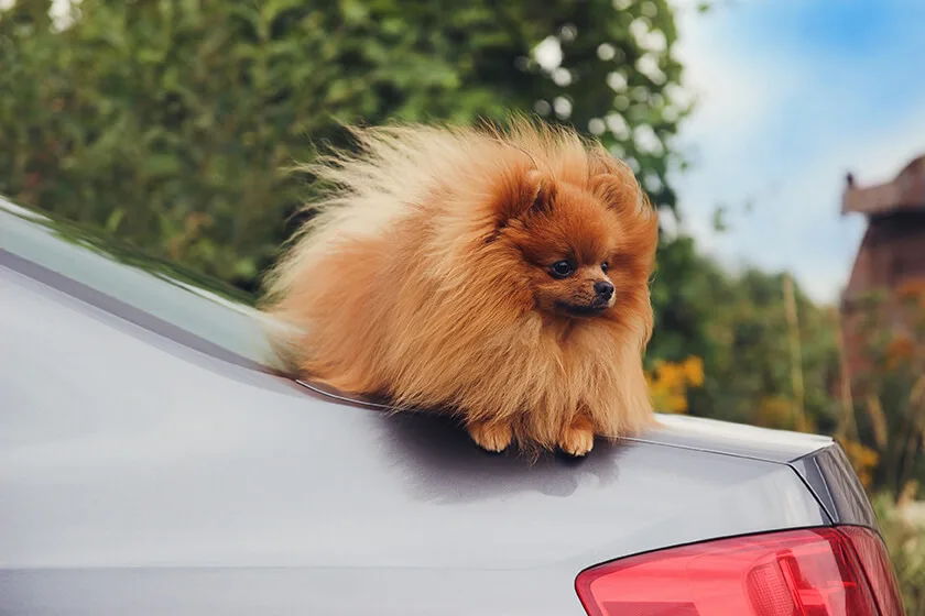 獣医師監修 犬が車酔いをする理由と予防策 ペットニュースストレージ ペット ファミリー損保