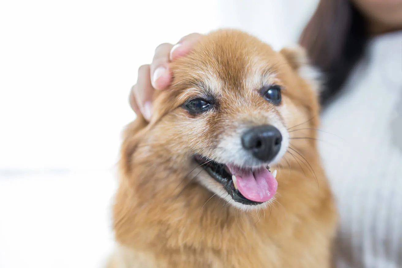 獣医師監修 犬の年齢 何歳からシニア 老化症状のサインは ペットニュースストレージ ペット ファミリー損保