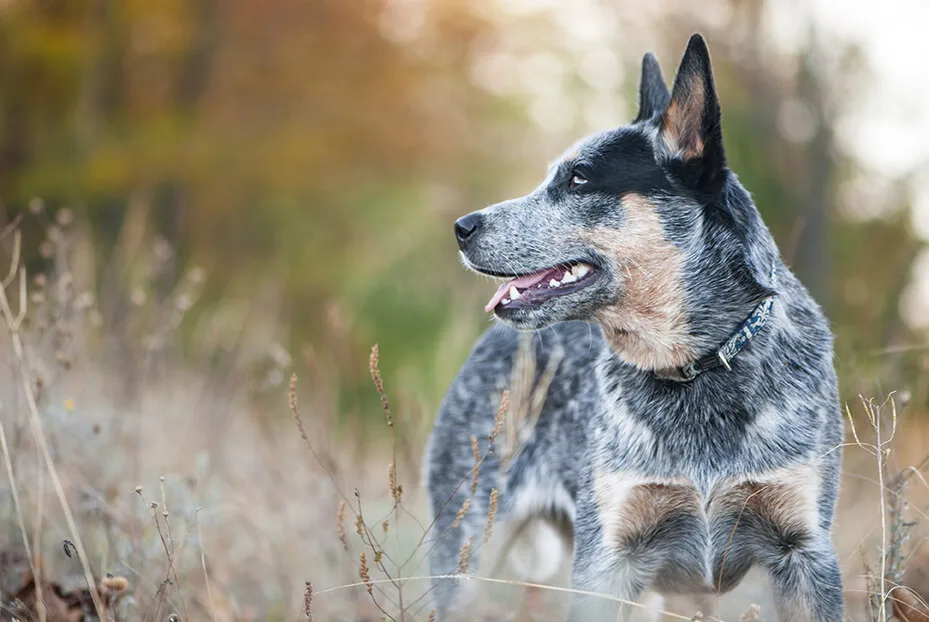 ギネス記録 世界で最も長く生きた犬の年齢 犬種とは ペットニュースストレージ ペット ファミリー損保