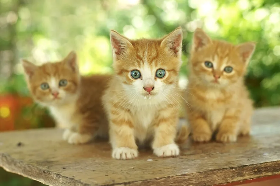 猫を多頭飼いする上で気をつけたいことは ペットニュースストレージ ペット ファミリー損保