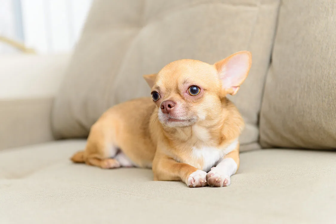 飼いやすい犬はいない 命と暮らす大切さ ペットニュースストレージ ペット ファミリー損保