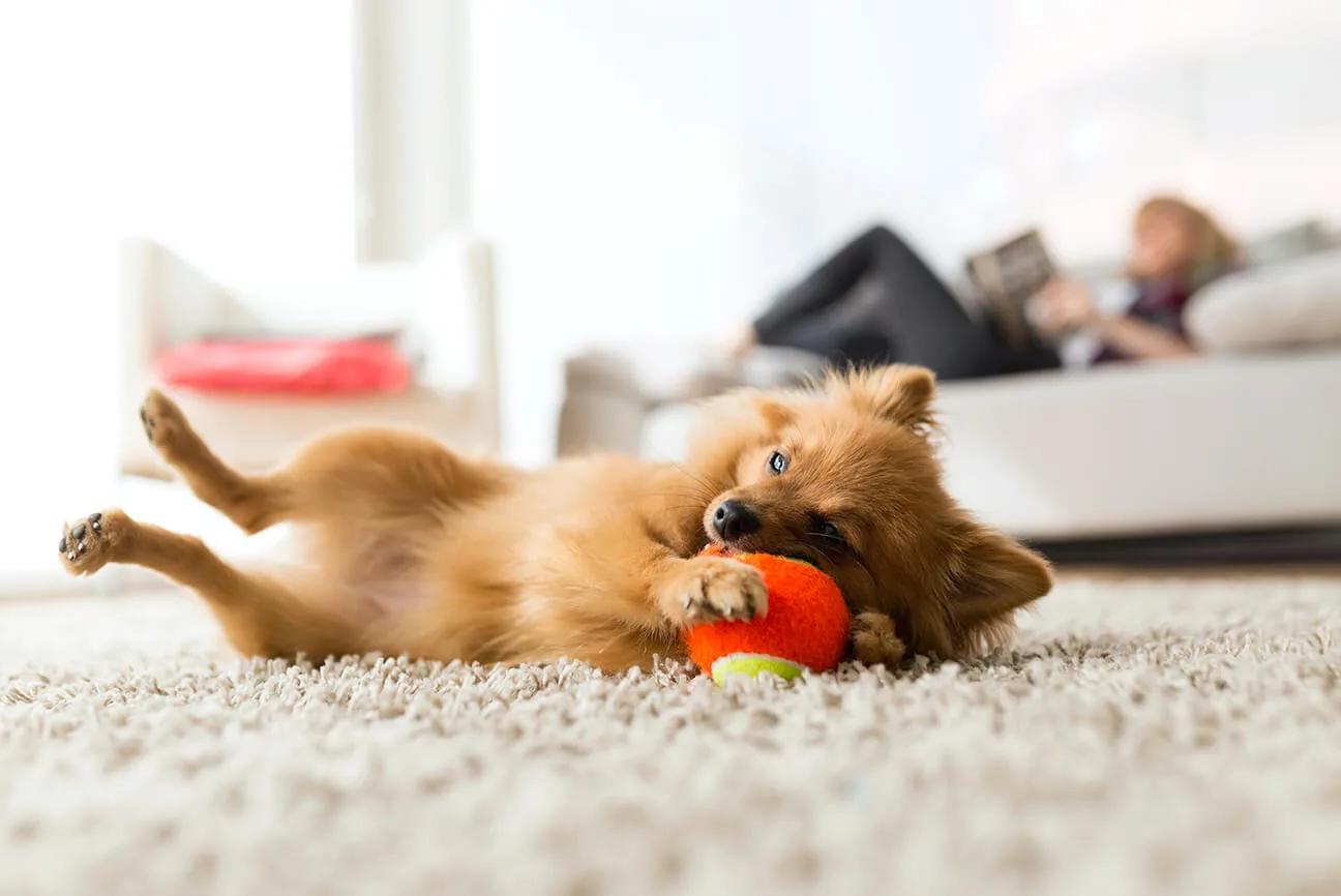 プロドッグトレーナー監修 飼いやすい犬は存在するの ライフスタイルに合った愛犬選び ペットニュースストレージ ペット ファミリー損保