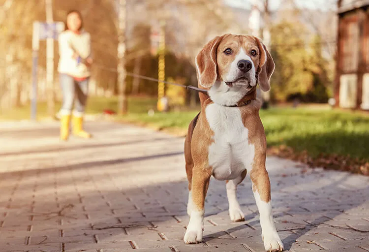 犬の健康に散歩が必要な4つの理由 ペットニュースストレージ ペット ファミリー損保
