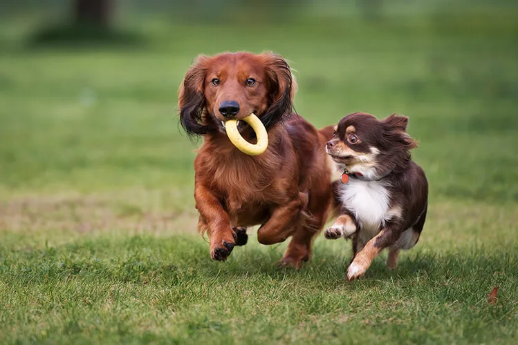 犬の健康に散歩が必要な4つの理由 ペットニュースストレージ ペット ファミリー損保