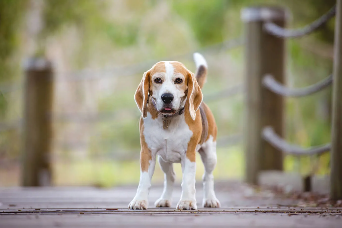 犬の健康に散歩が必要な4つの理由 ペットニュースストレージ ペット ファミリー損保