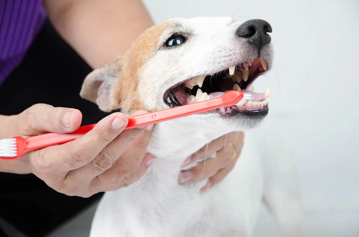 獣医師監修 愛犬の歯磨きをしていますか 歯磨きを怠ると患う 歯周病 の恐怖 ペットニュースストレージ ペット ファミリー損保