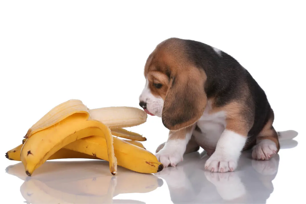 犬にバナナは与えてもいい 栄養素から見る犬のおやつ ペットニュースストレージ ペット ファミリー損保