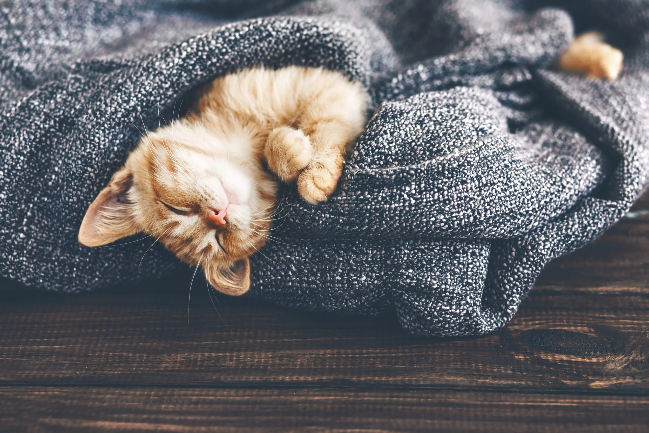 獣医師監修 猫はよく寝る動物 猫に適切な睡眠時間とは ペットニュースストレージ ペット ファミリー損保