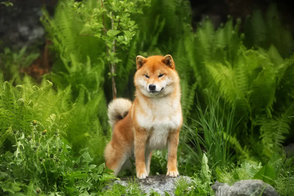 柴犬とは？性格・特徴から飼い方まで魅力を紹介！ | ペットニュースストレージ(ペット保険のペット&ファミリー損保)