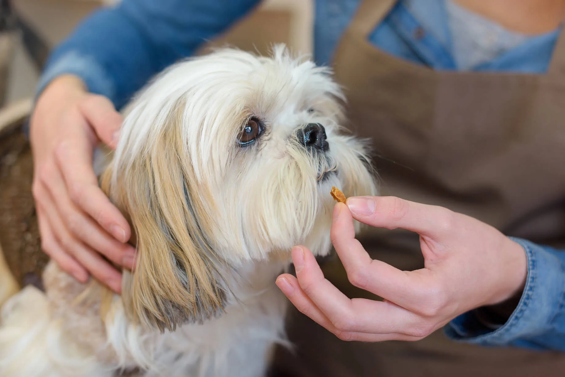 プロドッグトレーナー監修 犬にサプリは必要 愛犬の健康のためのサプリとの付き合い方とは ペットニュースストレージ ペット ファミリー損保