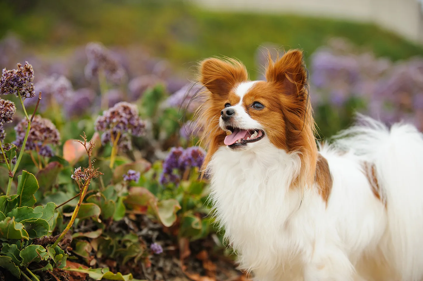 プロドッグトレーナー監修 究極の愛玩犬 パピヨンの魅力と正しい飼い方 ペットニュースストレージ ペット ファミリー損保