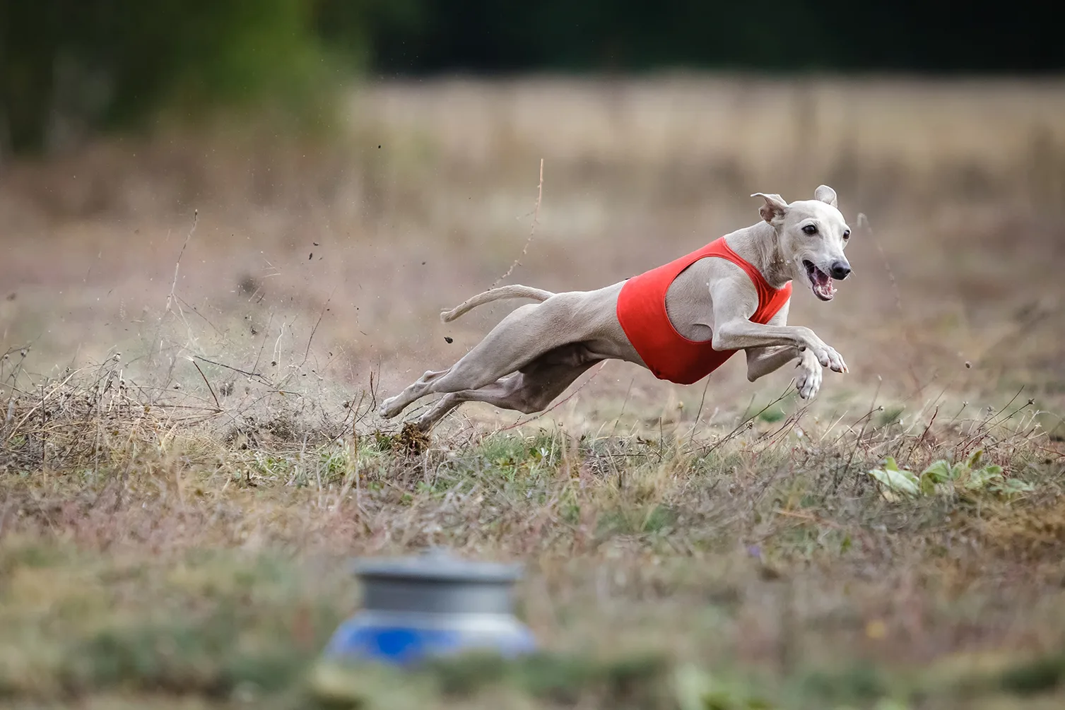 プロドッグトレーナー監修 猟犬の血を継ぐ優雅なスタイル イタリアン グレーハウンドの魅力と暮らし方 ペットニュースストレージ ペット ファミリー損保