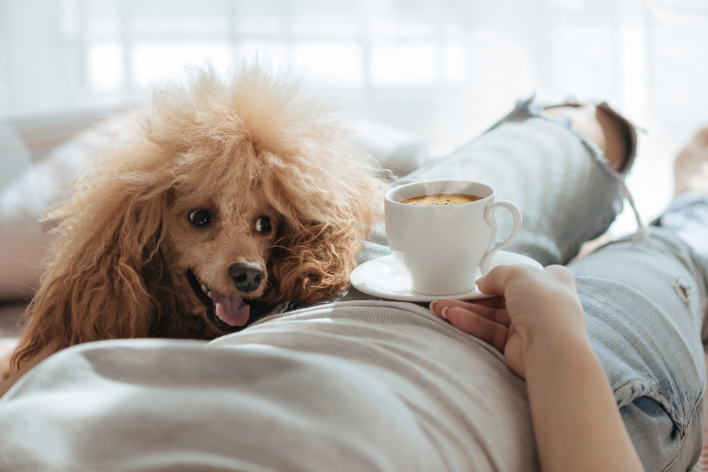 犬や猫がどれくらいカフェインを摂取したら危険なの!?