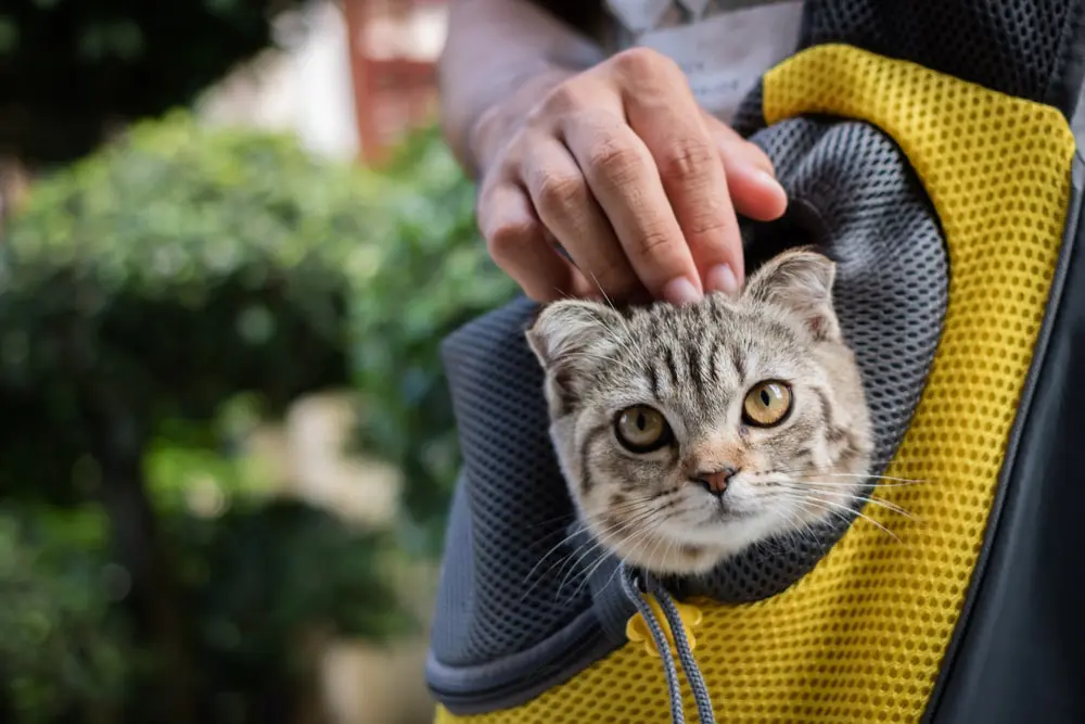 猫を自転車に乗せる時はリュックと前カゴどっちがいい？猫を自転車に