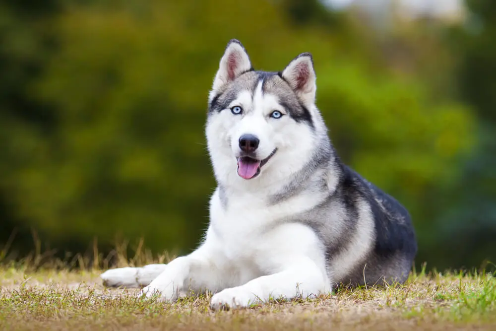 シベリアン・ハスキーとは？性格や飼い方を解説 | ペットニュース