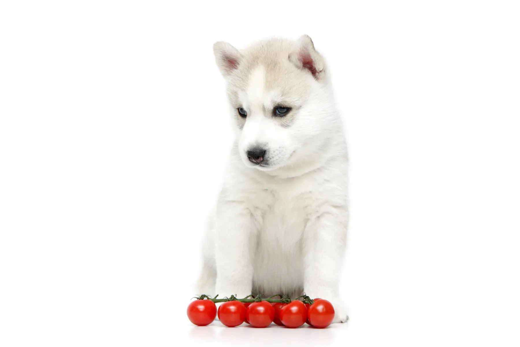 獣医師監修】犬はトマトを食べれる？与え方や量など注意点と基礎知識を