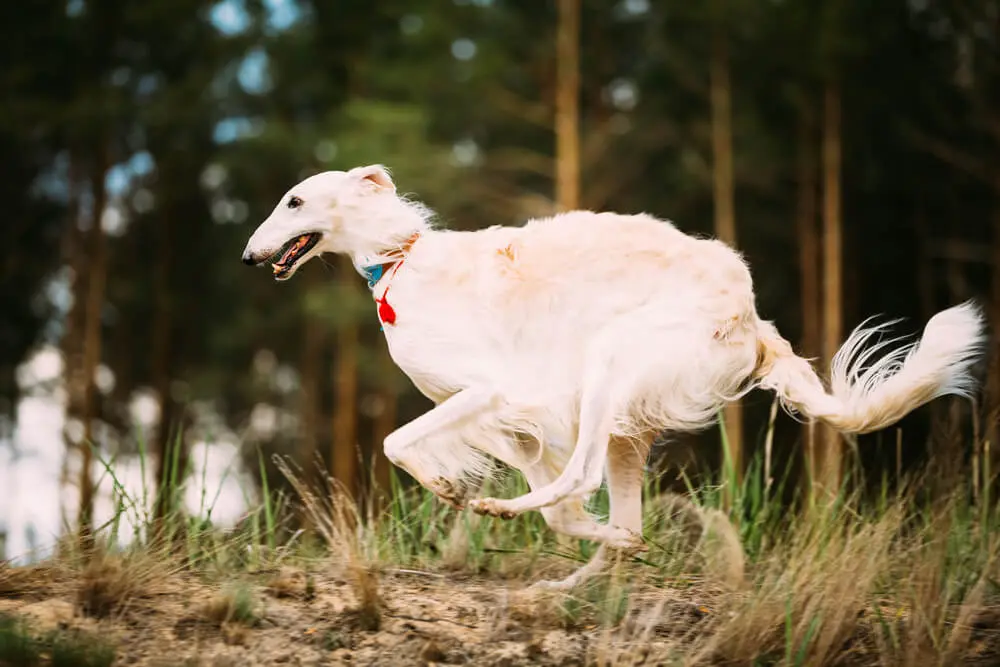 ボルゾイはどんな性格？飼い方・歴史・特徴を紹介 | ペットニュース