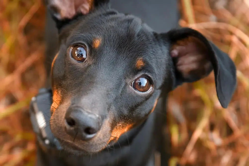 ミニチュア・ピンシャーは飼いにくい？寿命・性格・注意点を解説