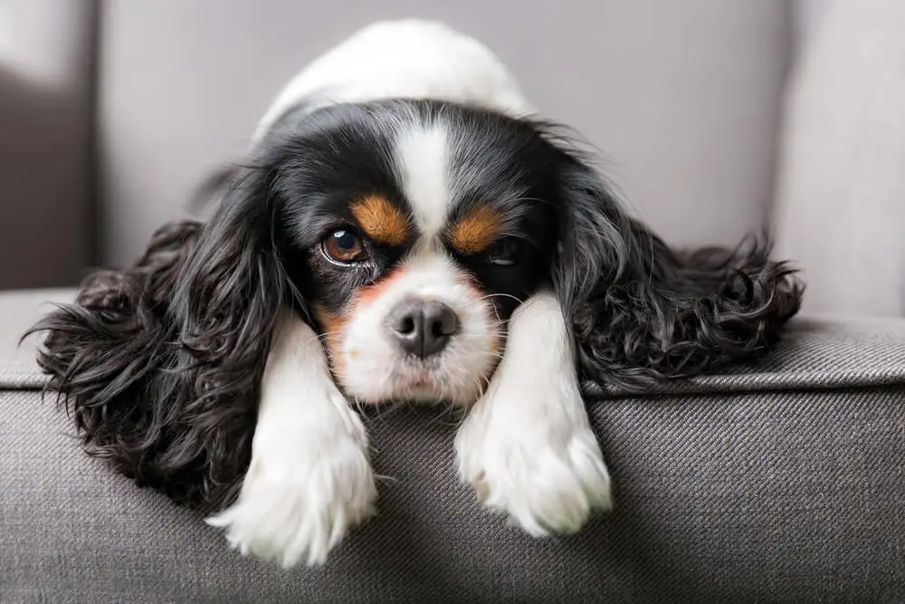 イギリス生まれの愛玩犬。キャバリアの魅力と暮らし方のポイント