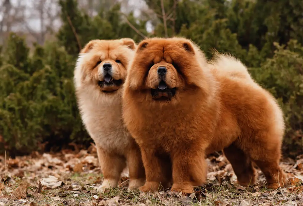 ぬいぐるみみたいな大型犬。チャウ・チャウの魅力と暮らし方のポイント | ペットニュースストレージ(ペット保険のペット&ファミリー損保)