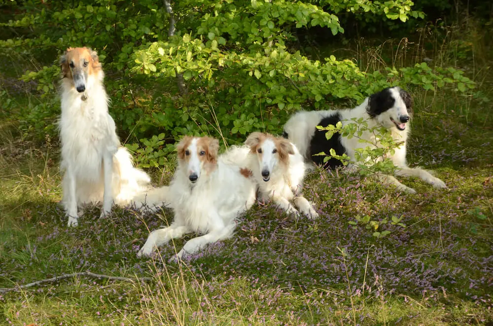 ボルゾイはどんな性格？飼い方・歴史・特徴を紹介 | ペットニュースストレージ(ペット保険のペット&ファミリー損保)