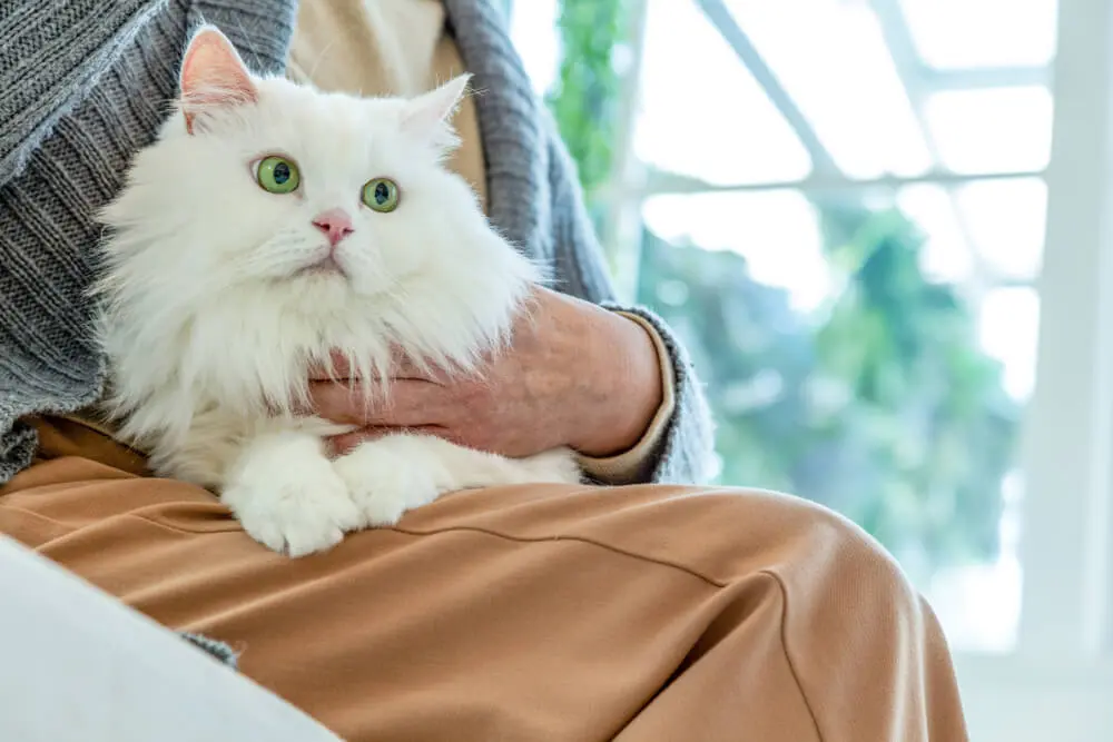 世界が愛する長毛種。ペルシャ猫の魅力と飼い方のポイント | ペット