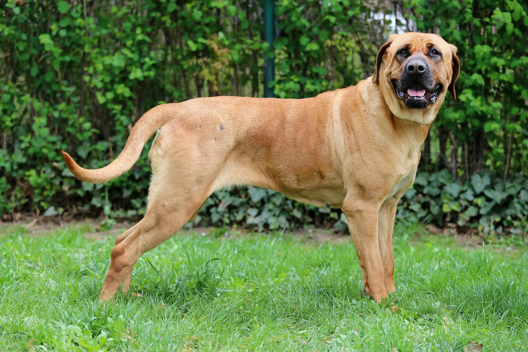 戦う犬界の横綱！土佐犬の魅力と暮らし方のポイント | ペットニュース