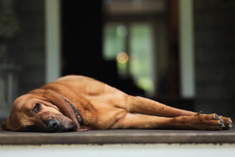 ブラッドハウンドってどんな犬？個性豊かな見た目や性格、飼い方をご紹介 | ペットニュースストレージ(ペット保険のペット&ファミリー損保)