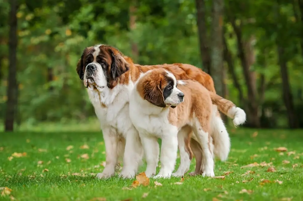 セント・バーナードの性格や寿命は？飼育費用や散歩時間など超大型犬の飼い方を解説 | ペットニュースストレージ(ペット保険のペット&ファミリー損保)