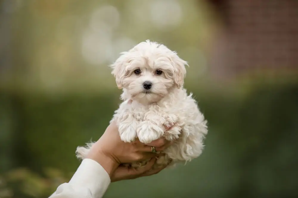 マルプーの子犬の値段や飼いやすさは？性格・しつけ方・飼い方 | ペットニュースストレージ(ペット保険のペット&ファミリー損保)