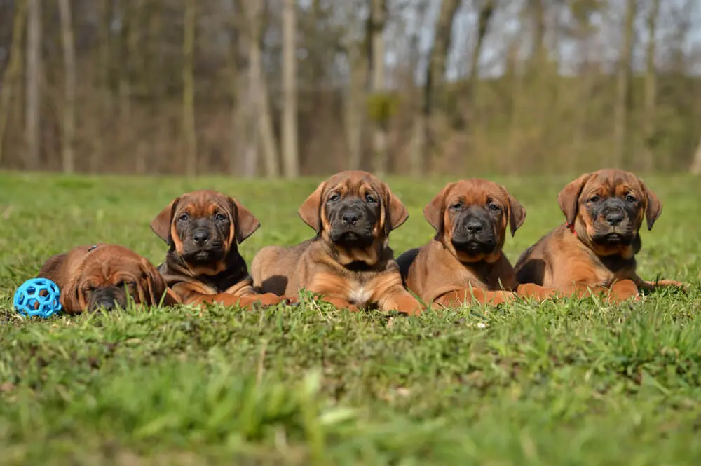 戦う犬界の横綱！土佐犬の魅力と暮らし方のポイント | ペットニュースストレージ(ペット保険のペット&ファミリー損保)