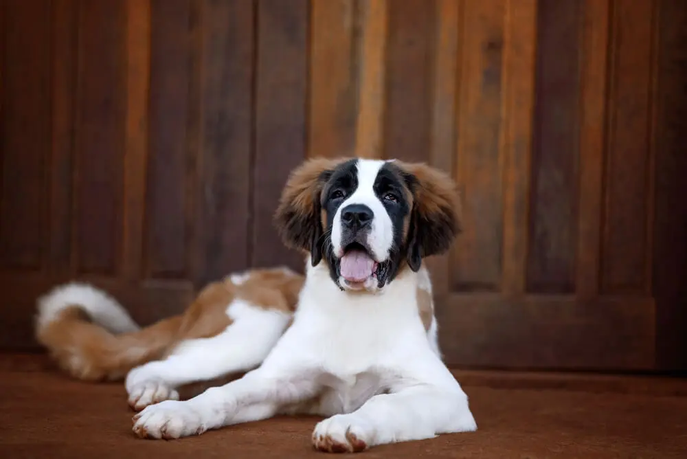 セント・バーナードの性格や寿命は？飼育費用や散歩時間など超大型犬の飼い方を解説 | ペットニュースストレージ(ペット保険のペット&ファミリー損保)