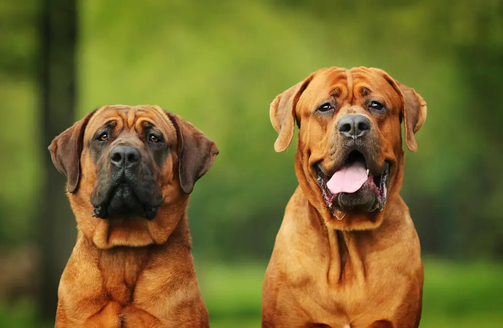 戦う犬界の横綱！土佐犬の魅力と暮らし方のポイント | ペットニュースストレージ(ペット保険のペット&ファミリー損保)