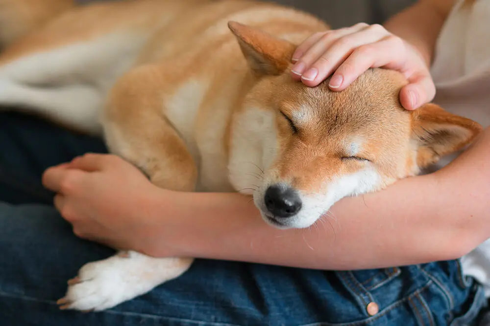 犬のかわいいところを徹底解説！その理由や犬の魅力を紹介 | ペット