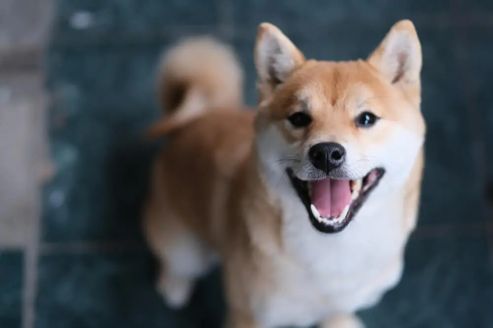 犬のかわいいところを徹底解説！その理由や犬の魅力を紹介 | ペット