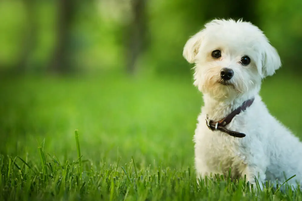 人気の小型犬の種類やその理由は？小型犬の飼い方・寿命をご紹介！ | ペットニュースストレージ(ペット保険のペット&ファミリー損保)