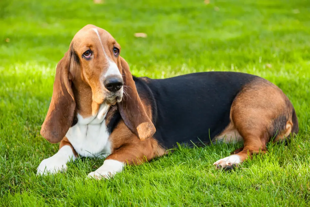 バセット・ハウンドってどんな犬？詳しい飼い方・特徴・しつけをご紹介！ | ペットニュースストレージ(ペット保険のペット&ファミリー損保)