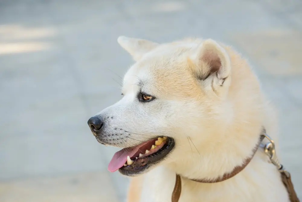 日本の人気犬種、紀州犬ってどんな犬？飼い方や特徴をご紹介！ | ペットニュースストレージ(ペット保険のペット&ファミリー損保)