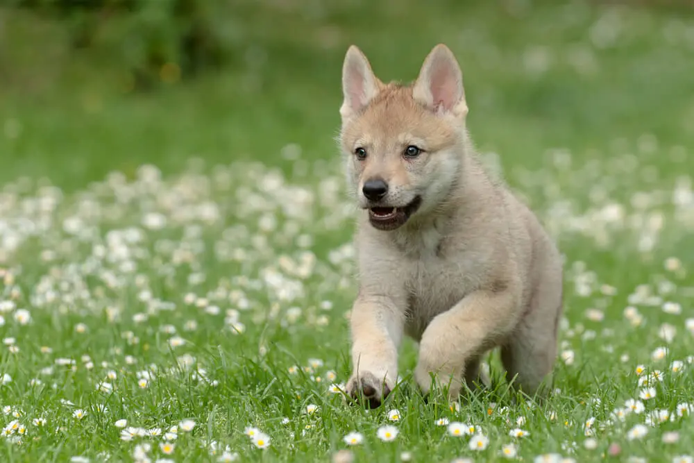 狼犬（ウルフドッグ）の飼育は危ない？性格の特徴と大きさから飼い方