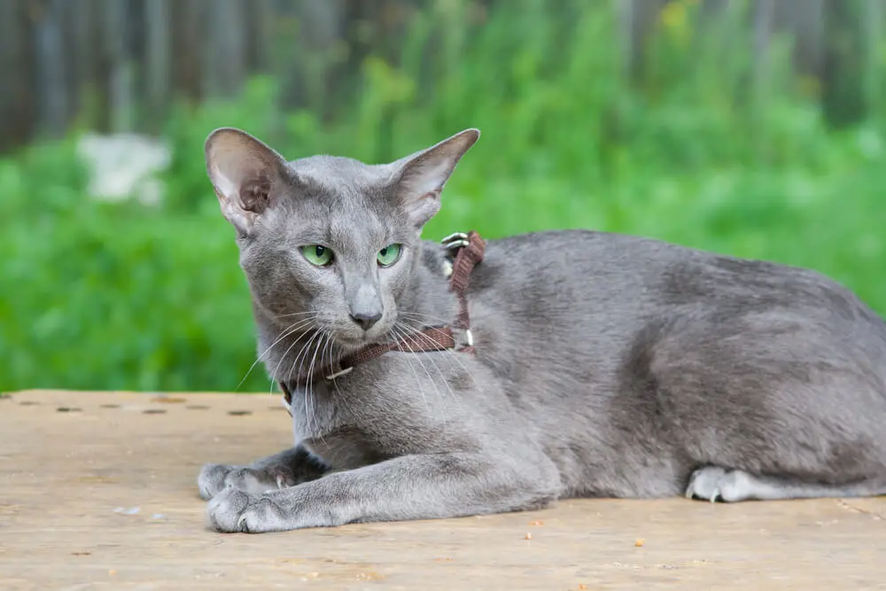 オリエンタルショートヘアの性格、特徴、飼い方は？飼いやすさ、しつけ方をご紹介 | ペットニュースストレージ(ペット保険のペット&ファミリー損保)