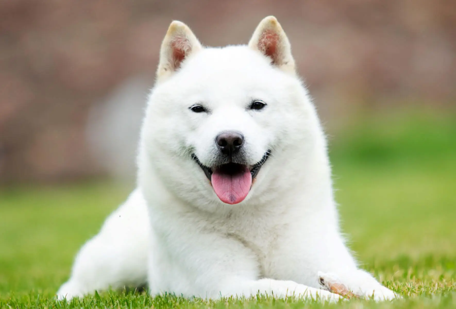 北海道犬はアイヌ民族と共に生きた天然記念物。その魅力と暮らし方の ...