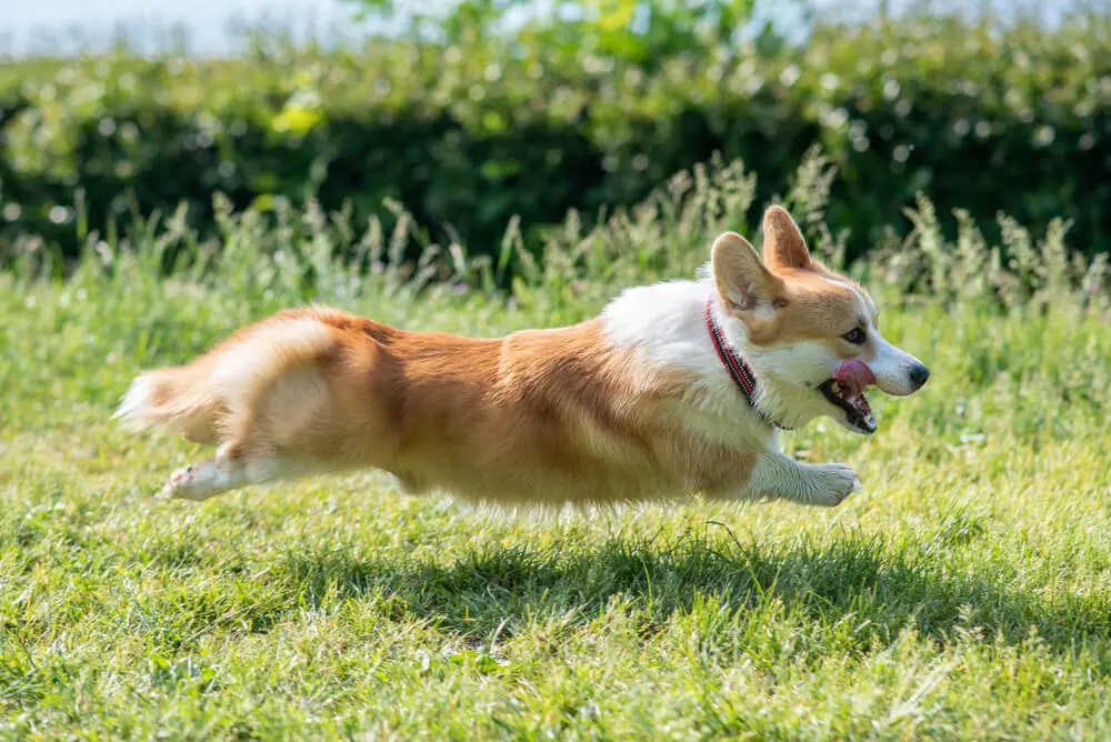 コーギーにしっぽがないのはなぜ？しっぽにまつわるエピソードから飼い