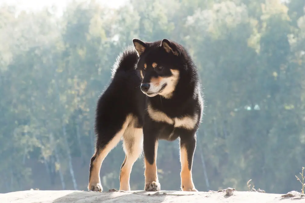 黒柴の人気の秘密に迫る！黒柴の魅力や飼い方もご紹介！ | ペットニュースストレージ(ペット保険のペット&ファミリー損保)