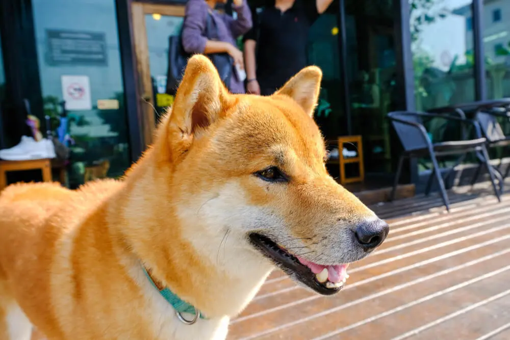 北海道犬はアイヌ民族と共に生きた天然記念物。その魅力と暮らし方の