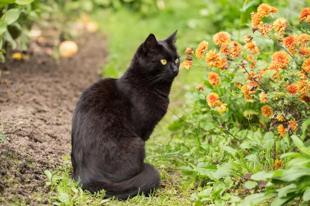 猫のボンベイ 子猫の値段や寿命、性格は？黒猫との違いを解説 | ペット