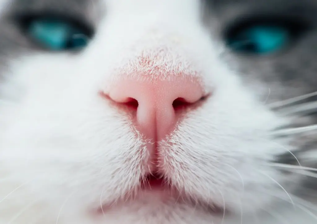 獣医師監修】猫の鼻血は病気のサイン？鼻血が出たときの対処法と原因 ...