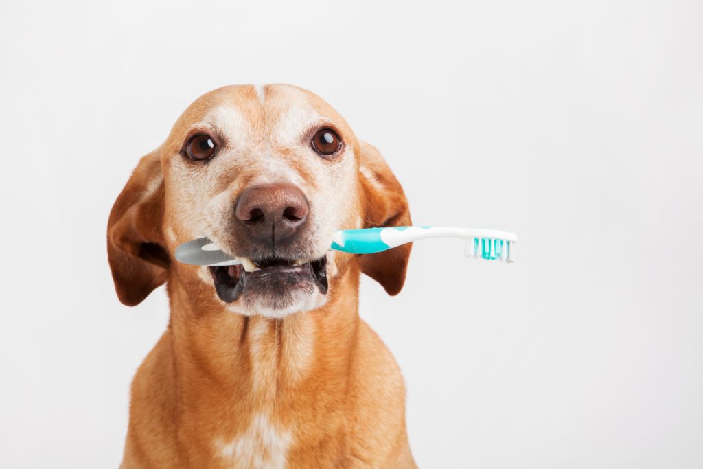 歯周病・歯石除去はペット保険の補償対象？
