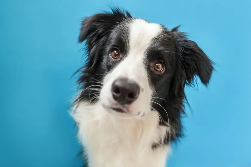 Puppy dog biting his toys and playing Border Collie Stock Photo by  leszekglasner